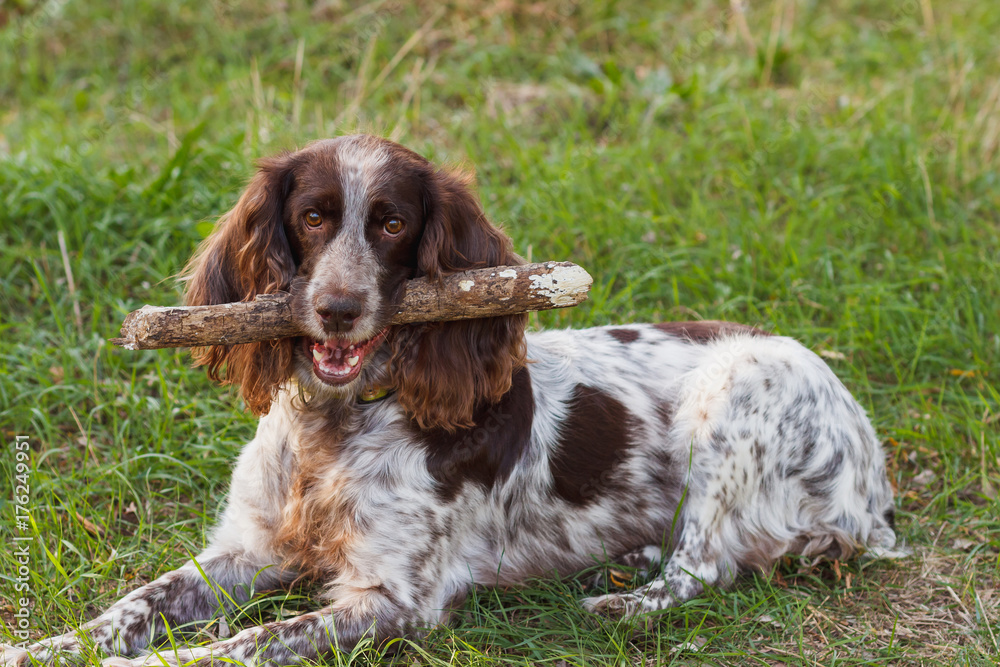 Brown spotted russian spaniel in the forest Brown spotted russian spaniel in the forest