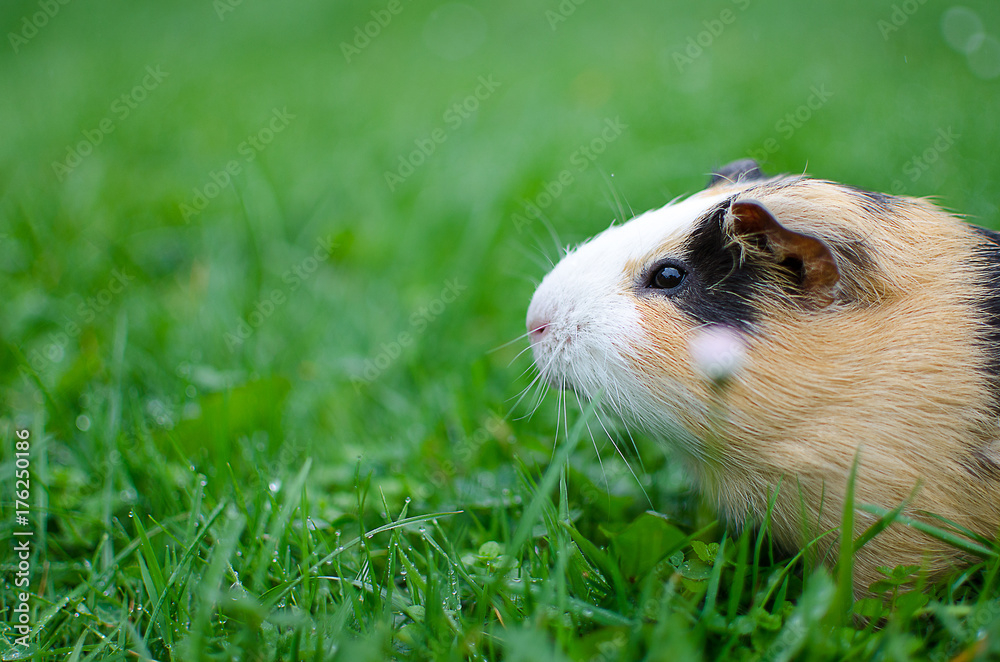 guinea pig walks in the fresh air and eating guinea pig walks in the fresh air and eating