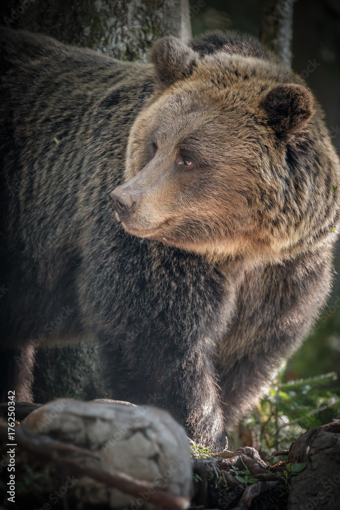 European brown bear (ursus arctos arctos)