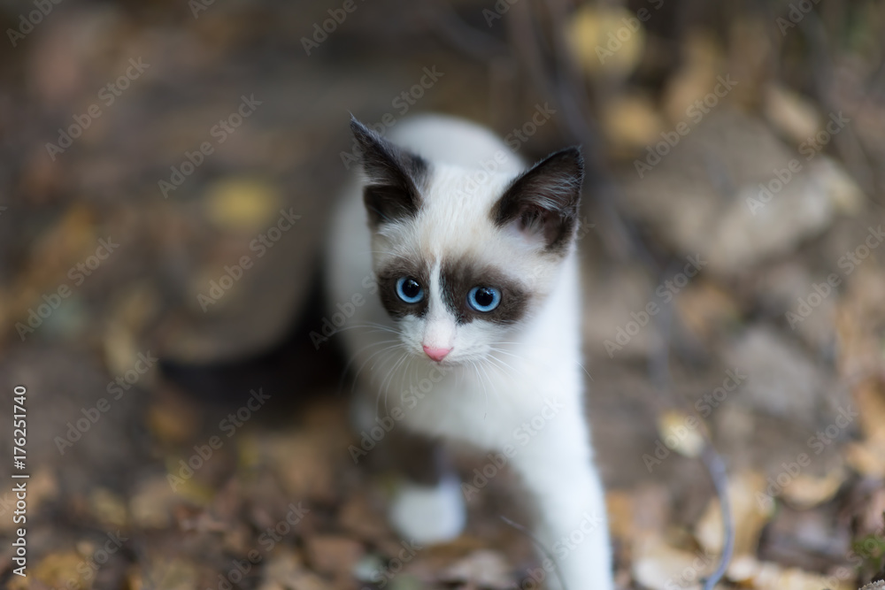 Adorable white kitten with blue eyes and black fur around the eyes and black ears standing on the lawn