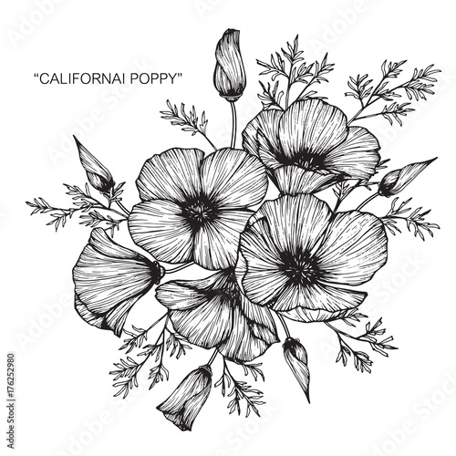California poppy flower drawing.