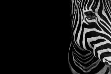 Poster Zwart Zebra portret in zwart-wit  © silvapinto