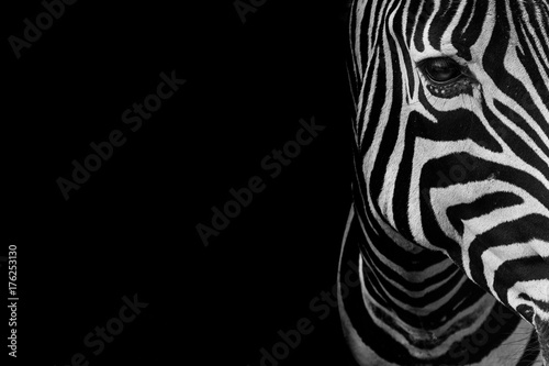 Canvas Print portrait of zebra. Black and white version.
