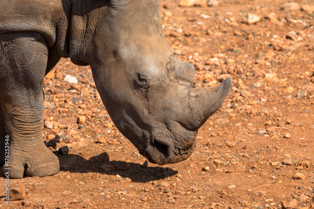 Fototapeta premium Nashorn, freilebend in Namibia