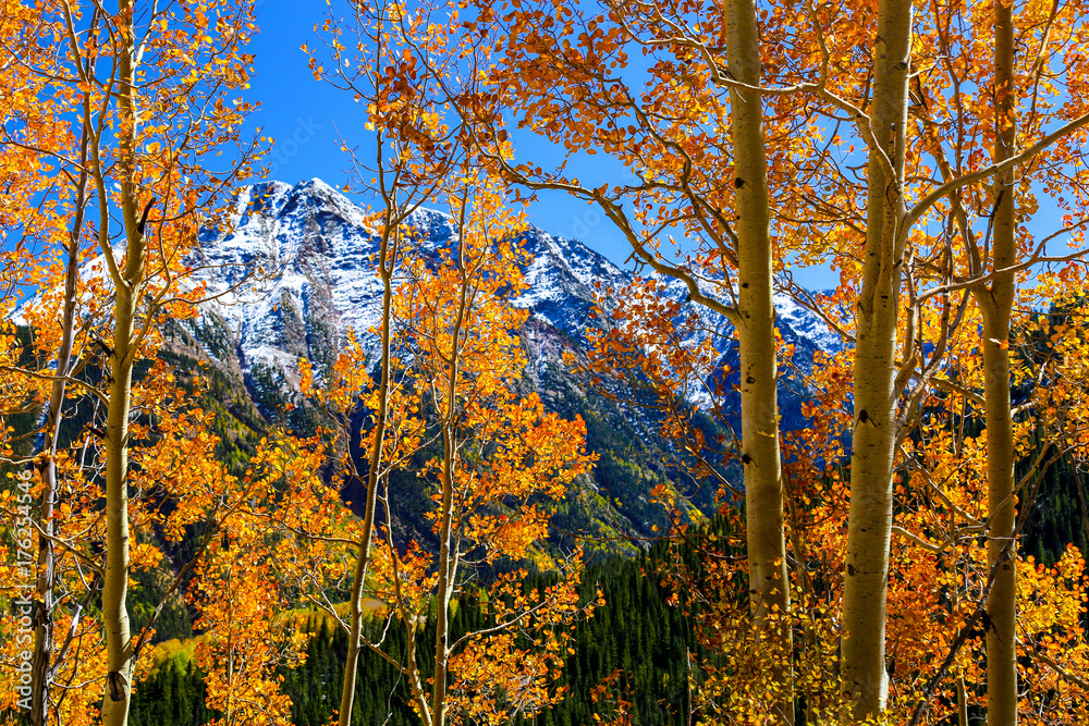 Fototapeta premium Aspens and West Needle Mtn 2017