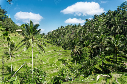 Aerial view of Tegalalang Rice Terrace at sunny day in Ubud, Bali, Indonesia.