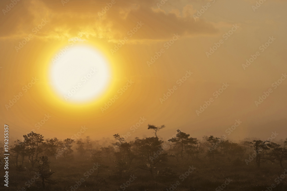 The sun Latvia.Dunikas swamp and mist rises