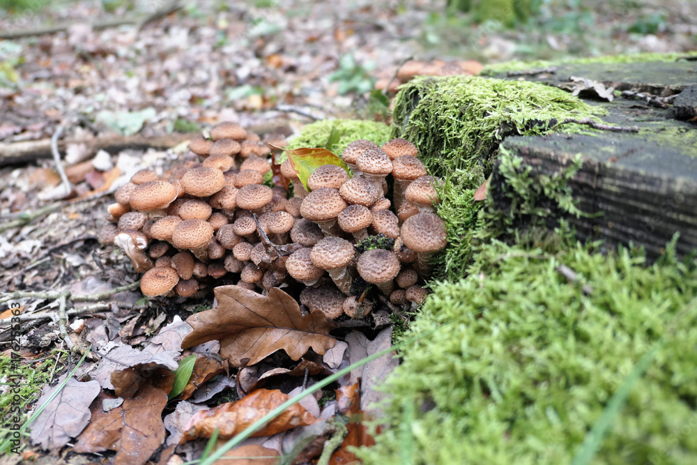 edible Honey fungus (Armillaria ostoyae) mushroom edible Honey fungus (Armillaria ostoyae) mushroom