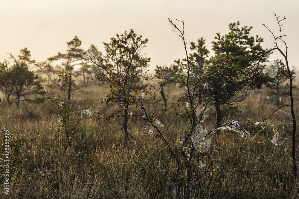 The sun Latvia.Dunikas swamp and mist rises The sun Latvia.Dunikas swamp and mist rises