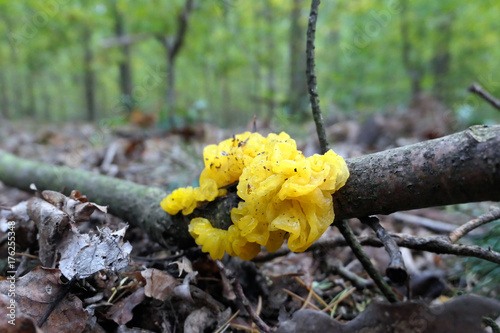 golden jelly fungus (Tremella mesenterica) photo