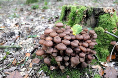 edible Honey fungus (Armillaria ostoyae) mushroom