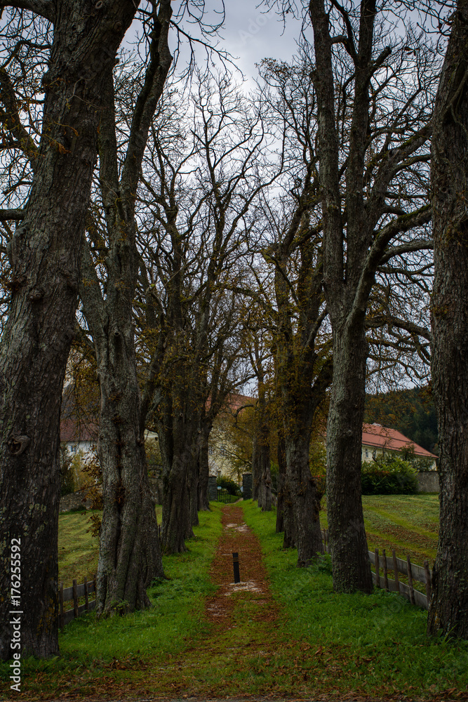 Obraz premium alley in autumn