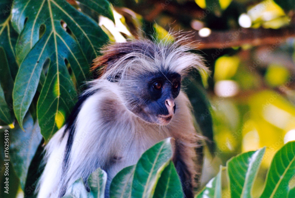 Obraz premium singe dans tous les sens