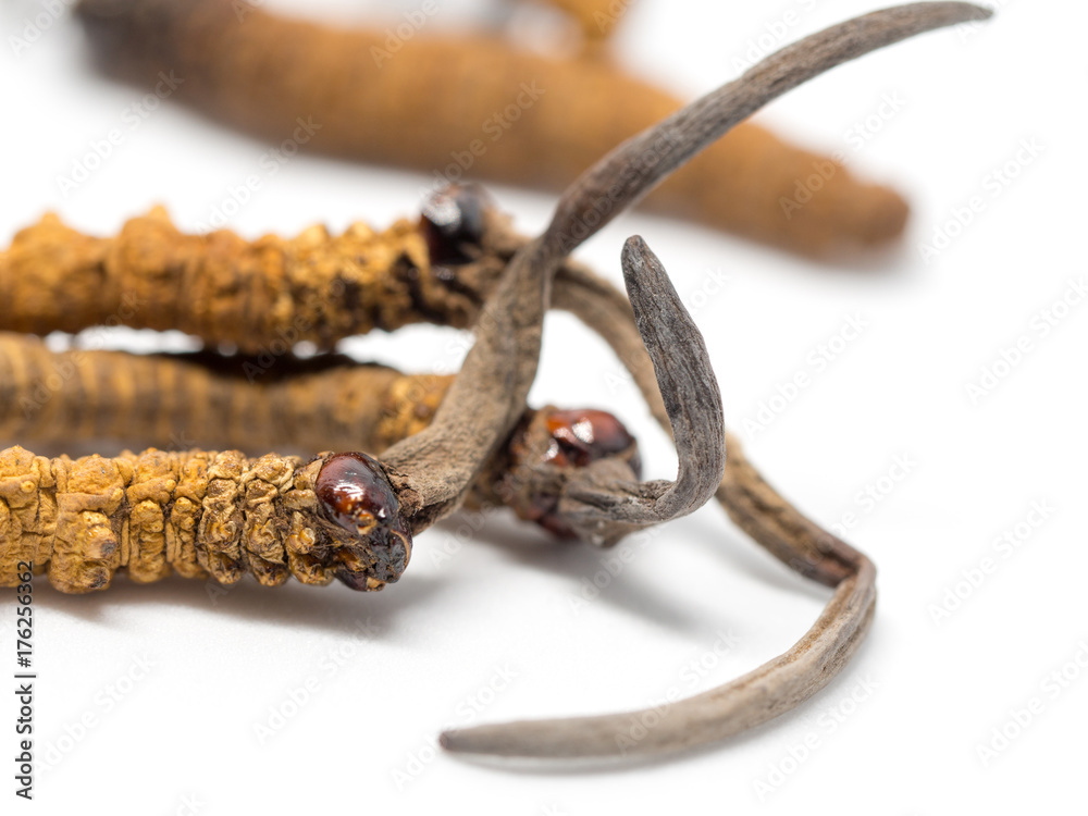 Obraz premium clouse up Ophiocordyceps sinensis (CHONG CAO, DONG CHONG XIA CAO) this is a herbs. Medicinal properties in the treatment of diseases.Concept of Viagra of Oriental.