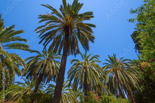 Vibrant tropical background with palm trees and juicy summer colors