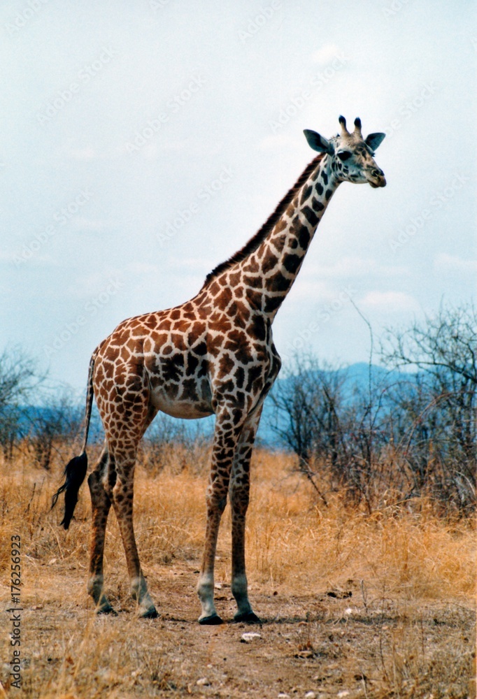 Obraz premium girafe de tanzanie