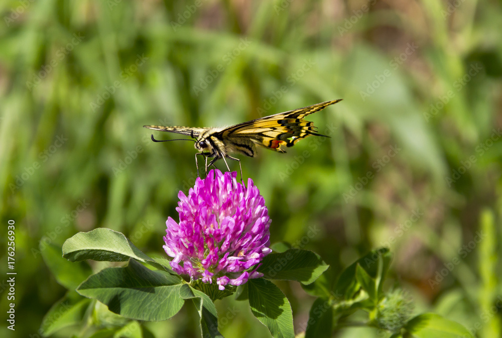 Butterfly - Papilio machaon, the Old World swallowtail - on a pink flower in the meadow; Imago with yellow wings, black vein markings and with a red eye spot at the end of the tails. Butterfly - Papilio machaon, the Old World swallowtail - on a pink flower in the meadow; Imago with yellow wings, black vein markings and with a red eye spot at the end of the tails.