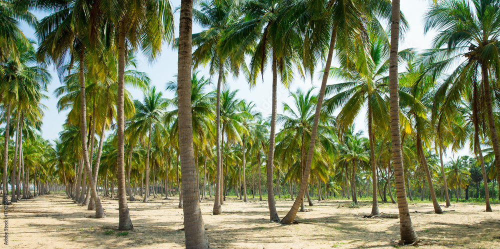 Coconut Palm trees on sandy beach