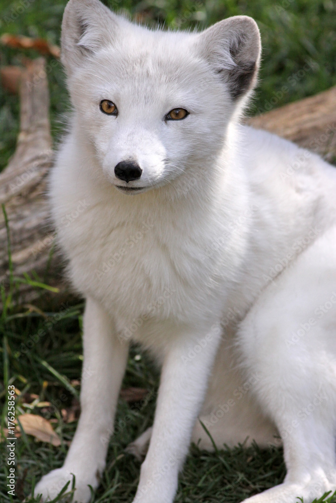 Fototapeta premium renard
