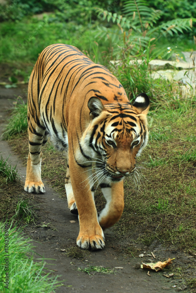 orange tiger in the green grass orange tiger in the green grass