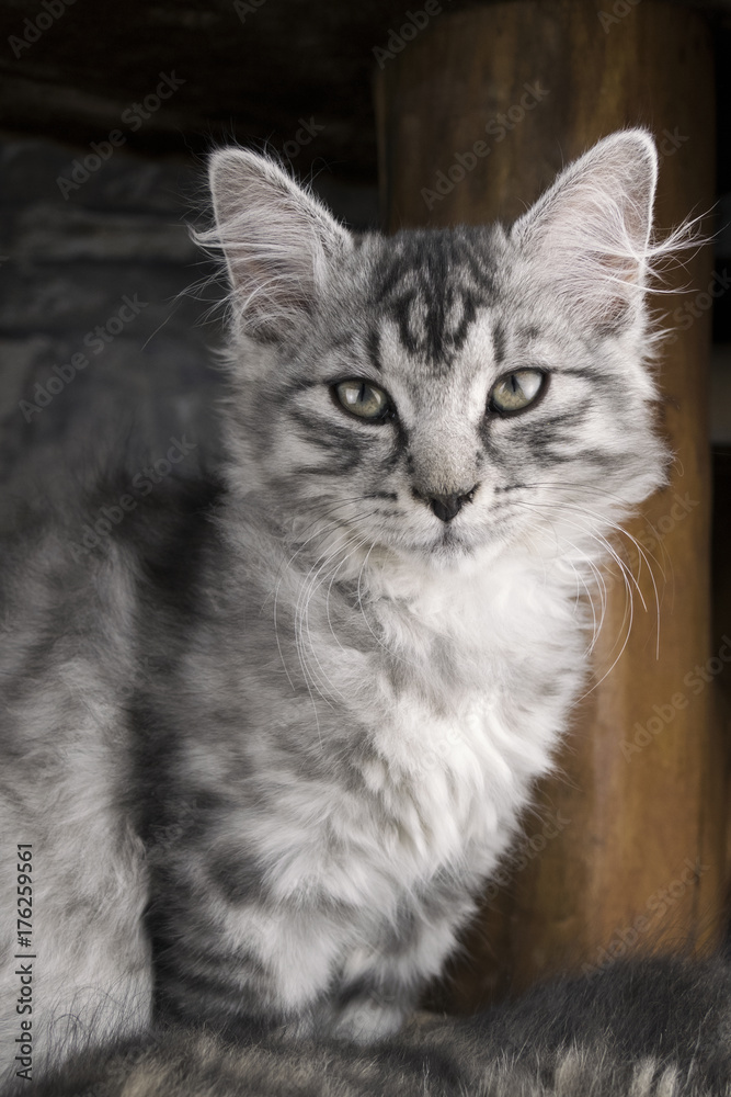 Vertical portrait of young gray cat (kitty). Photo of kitten in winter time. Cute and sweet cat (kitty) posing and looking to camera. Young cat sitting on the flor with wooden background. Cold cat.