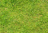 Short cut green grass background. Green grass field photo background. Spring banner of fresh green grass.