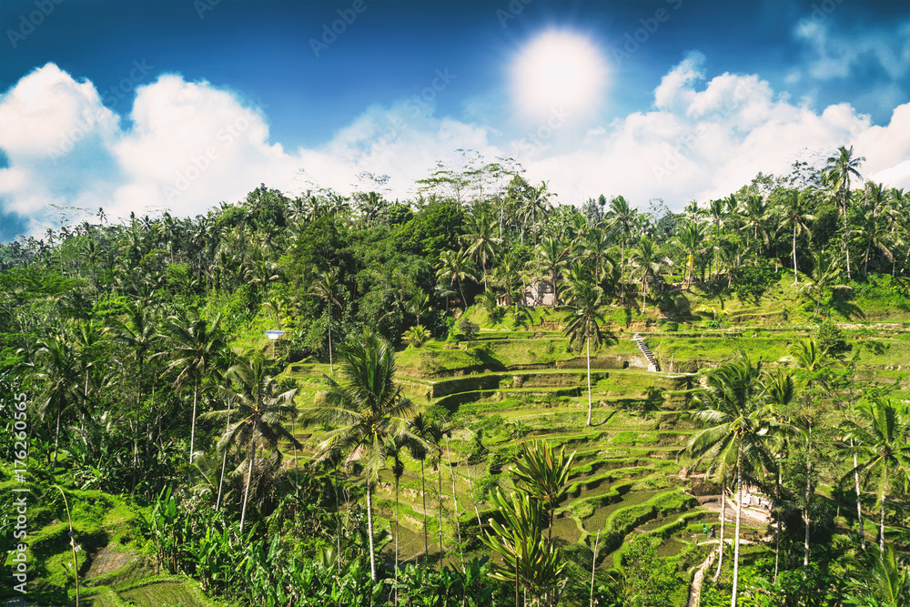 Aerial view of Tegalalang Rice Terrace at sunny day in Ubud, Bali, Indonesia.