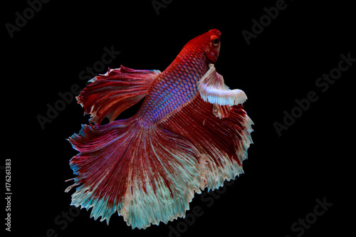 Photos The moving moment beautiful of red siamese betta fish or half moon betta splendens fighting fish in thailand on black background