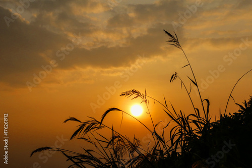 Grass flowers with rthe sun during the sunset. photo