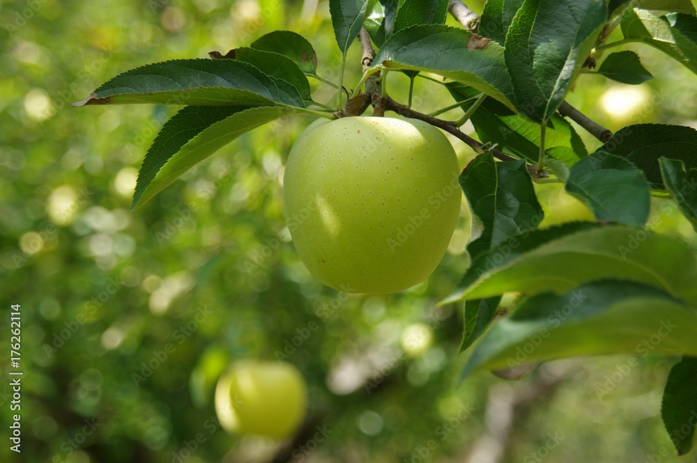 リンゴの木（王林）