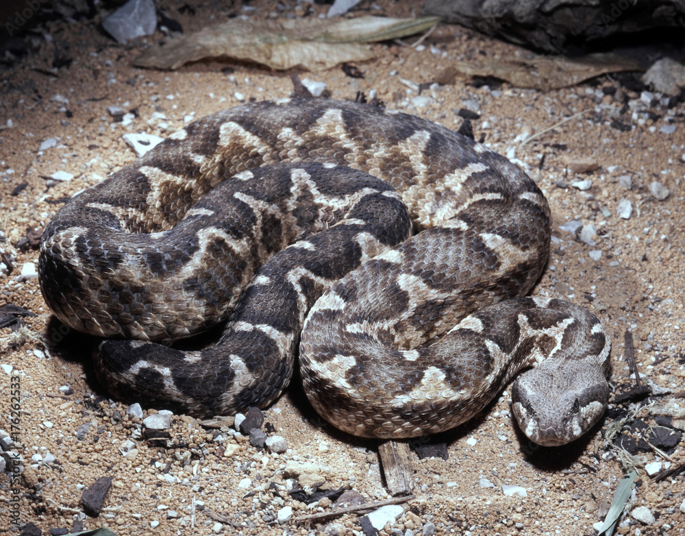 Sahara rock viper, Macrovipera mauritanica, is a mighty viper Sahara rock viper, Macrovipera mauritanica, is a mighty viper