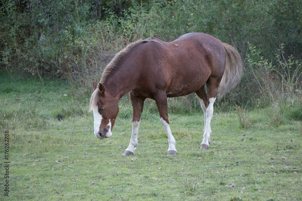 Obraz premium Caballo