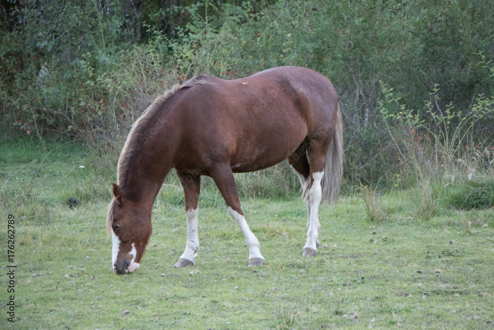 Obraz premium Caballo