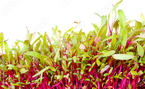 Bright red beet sprouts on white background. Young plants microgreens beetroot. Cotyledons of Beta vulgaris in potting compost. Macro photo. Healthy eating concept