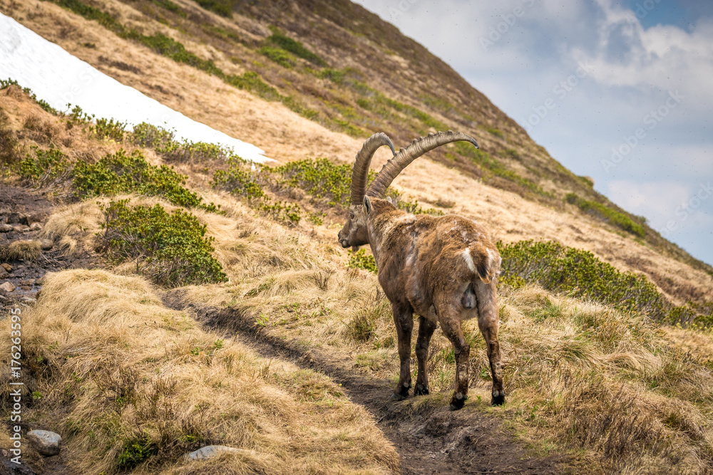 stattlicher Steinbock, der König der Alpen Steinbock auf dem Wanderweg stattlicher Steinbock, der König der Alpen Steinbock auf dem Wanderweg