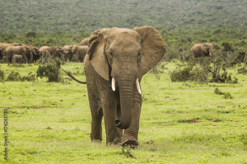 African elephant walking towards the camera