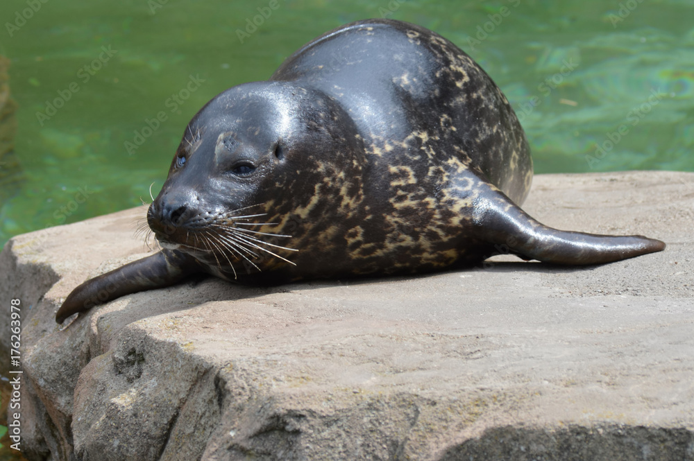Fototapeta premium Harbor seal on a rock