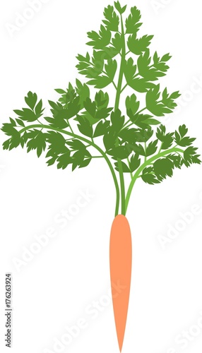Silhouette of orange carrot with green leaves