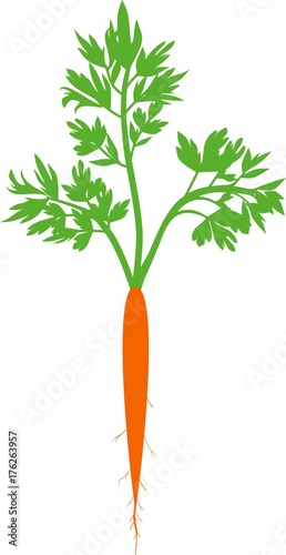 Silhouette of carrots with green leaves