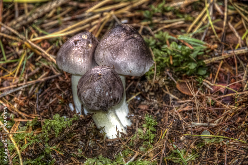 Tricholoma portentosum Tricholoma portentosum