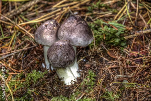 Tricholoma portentosum