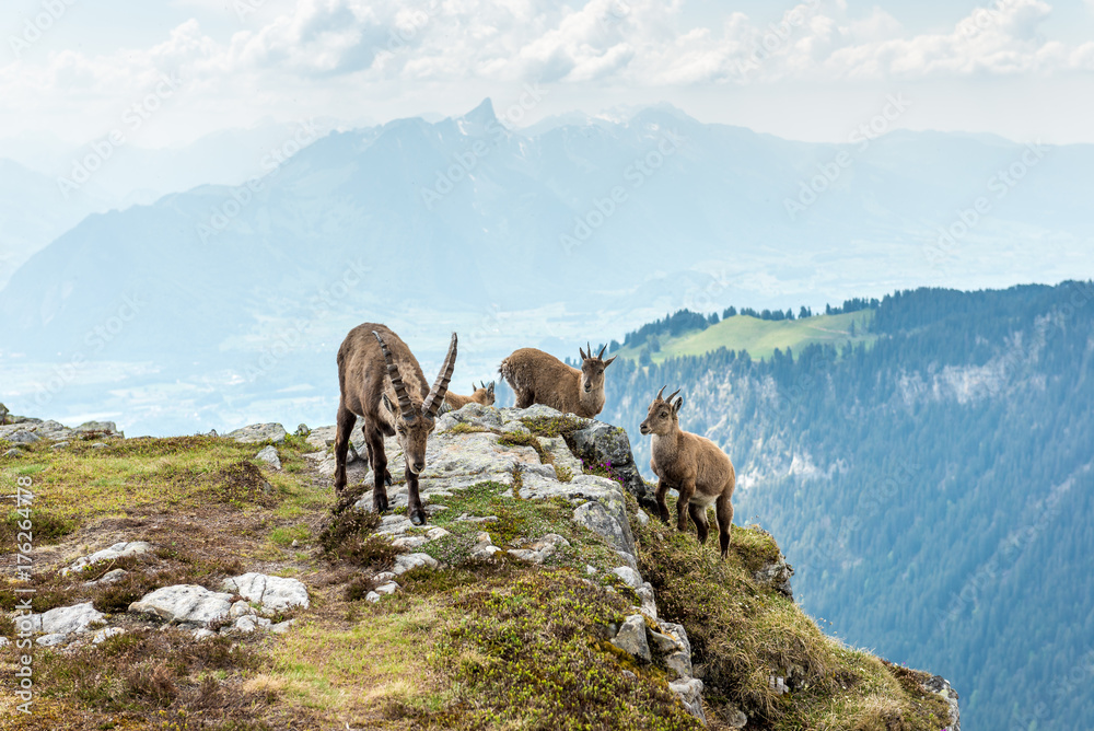 Fototapeta premium Männlicher Steinbock, Berner Oberland, Schweiz