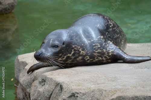 Harbor seal on a rock