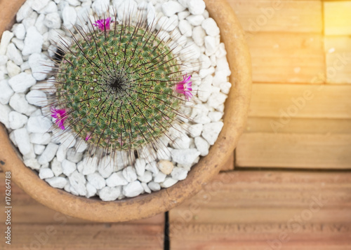Mammillaria perbella  ,cactus plant growth in desert photo