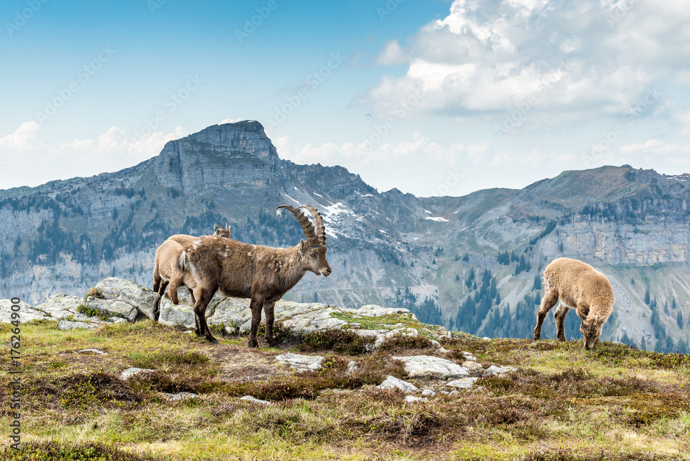 Fototapeta premium Männlicher Steinbock mit Jungtieren, Berner Oberland, Schweiz