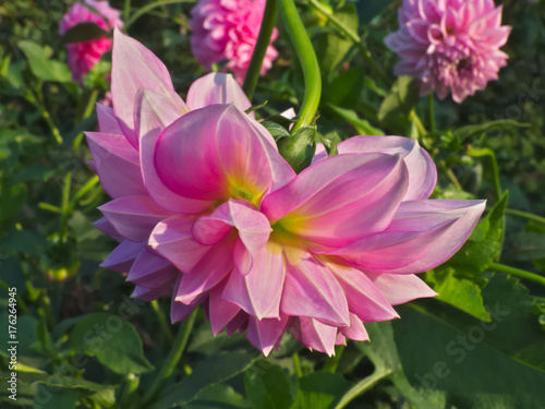 Pink dahlia flower in the garden
