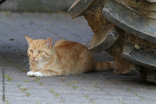 roter Kater photo