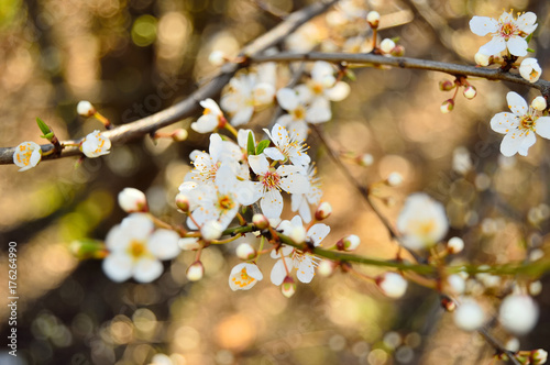 Kwiatki i mlode pączki na gałązkach wiosennych drzew.