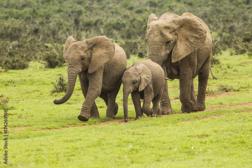 Family of elephants on a path