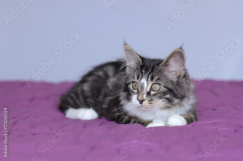 petit chaton maine coon en position couché sur une couette mauve  photo